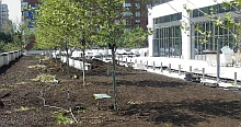 Green Roof at 808 Columbus Ave, NYC