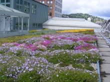 Eco Roof System consisting of a Kemper Waterproofing membrane and Columbia Green Tray Systems